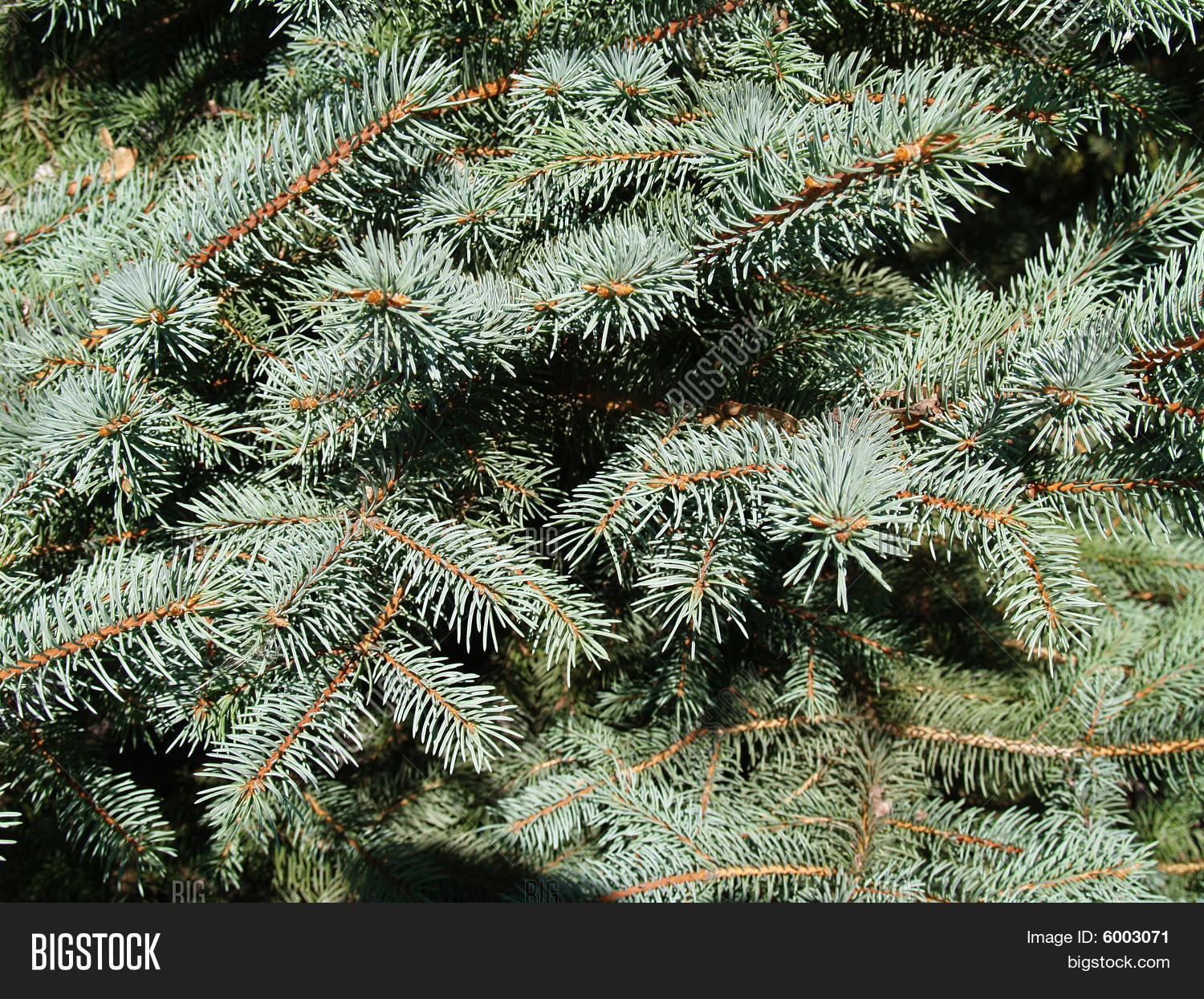 Close View Blue Spruce Branches Image & Photo Bigstock