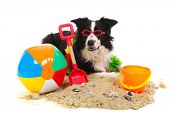 foto of dog  - Portrait of a dog on vacation at the beach - JPG 