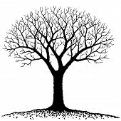 image of dead-line  - vector illustration of bare tree - JPG 
