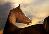 foto of horse  - arabian horse in a sunset close up - JPG 