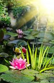 stock photo of dust wrapper  - This is a beautiful water lily background - JPG 