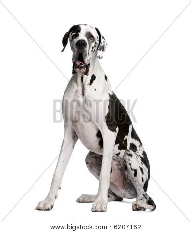 Great Dane Sitting