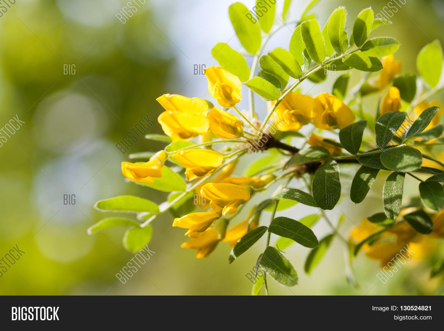 Acacia Tree Branch With Green Leaves And Yellow Flowers Blooming Acacia Tree Branch With Green Leaves And Yellow Flowers Blooming Caragana Arborescens Siberian Peashrub