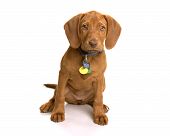 foto of dog  - Wrigley the dog sitting on a white background - JPG 