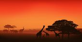 image of sunset  - african wildlife editable vector illustration  - JPG 