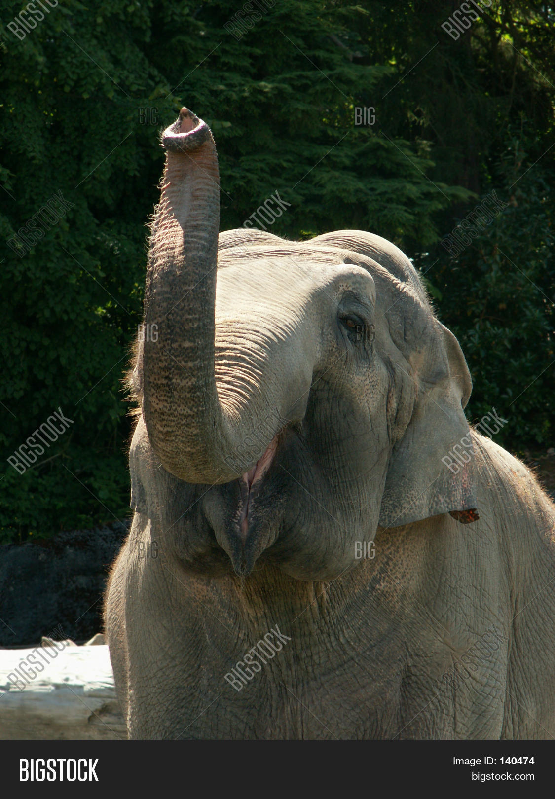 Asian Elephant Trunk Image & Photo | Bigstock