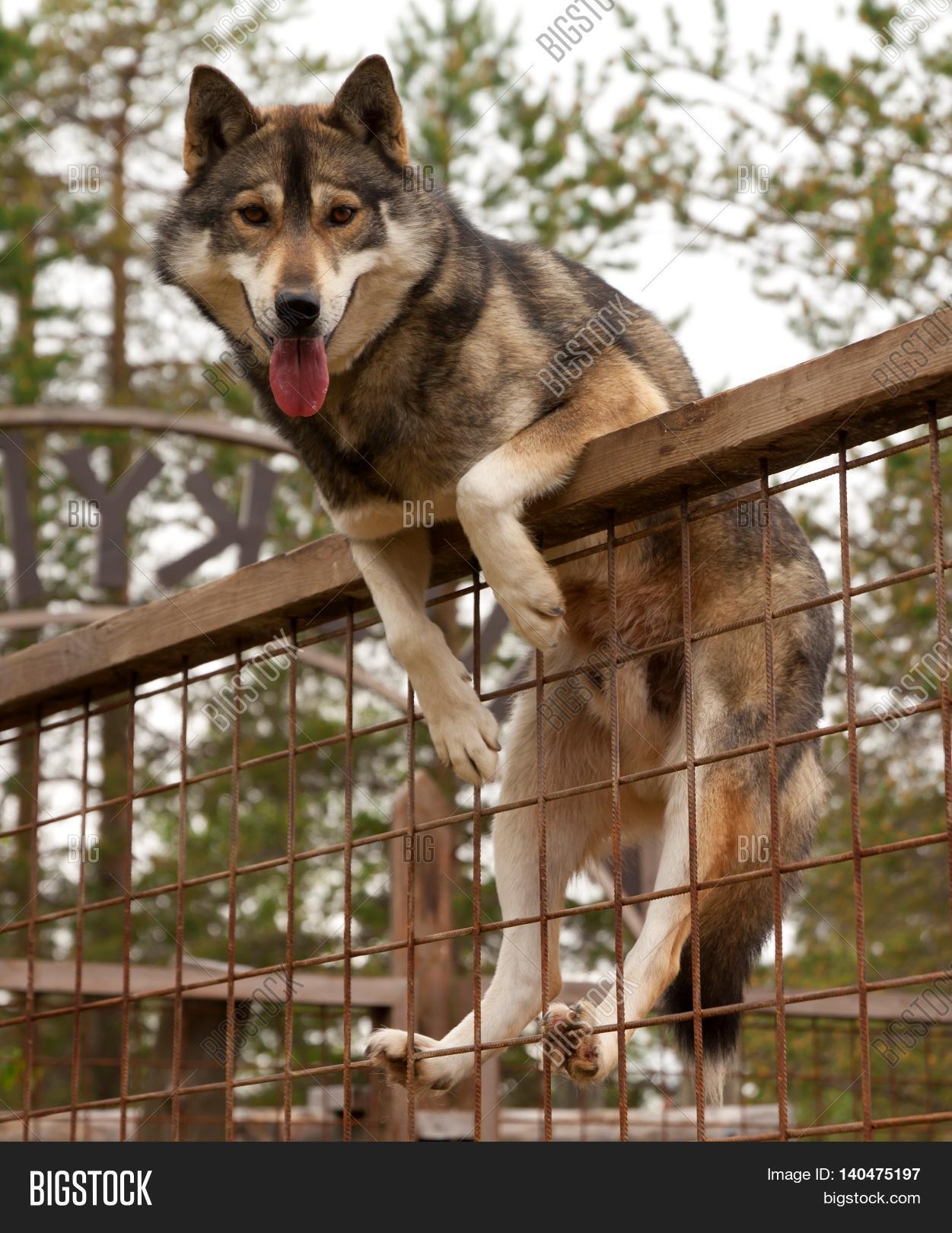 Husky Farm. Dog Sitting On Fence. Image & Photo Bigstock