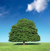 pic of blue sky  - perfect tree against blue sky with white cloud - JPG 