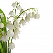 stock photo of valley  - Lily of the Valley  - JPG 