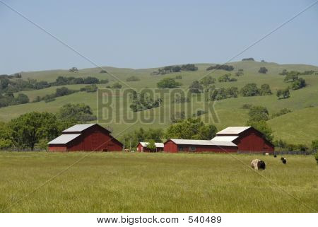 Cows On A Farm | Stock photo