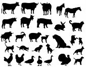 picture of animals  - Farm animals - JPG 