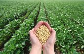 stock photo of outdoor  - Human hand holding soybean with field in background - JPG 