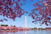 picture of monument  - Washington DC cherry blossom with lake and Washington Monument - JPG 