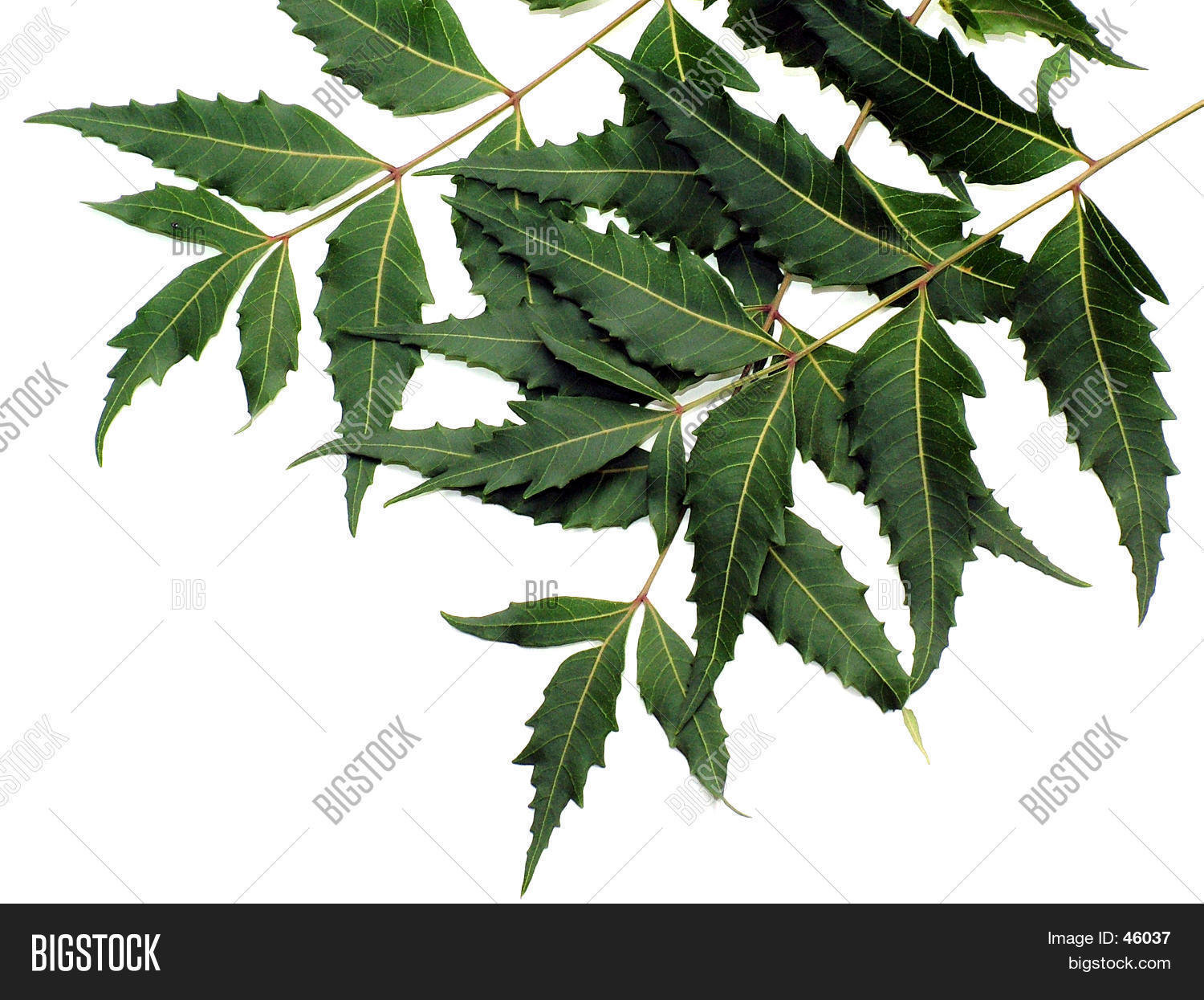 Neem Leaves In English