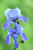 image of iris  - purple iris flower  - JPG 