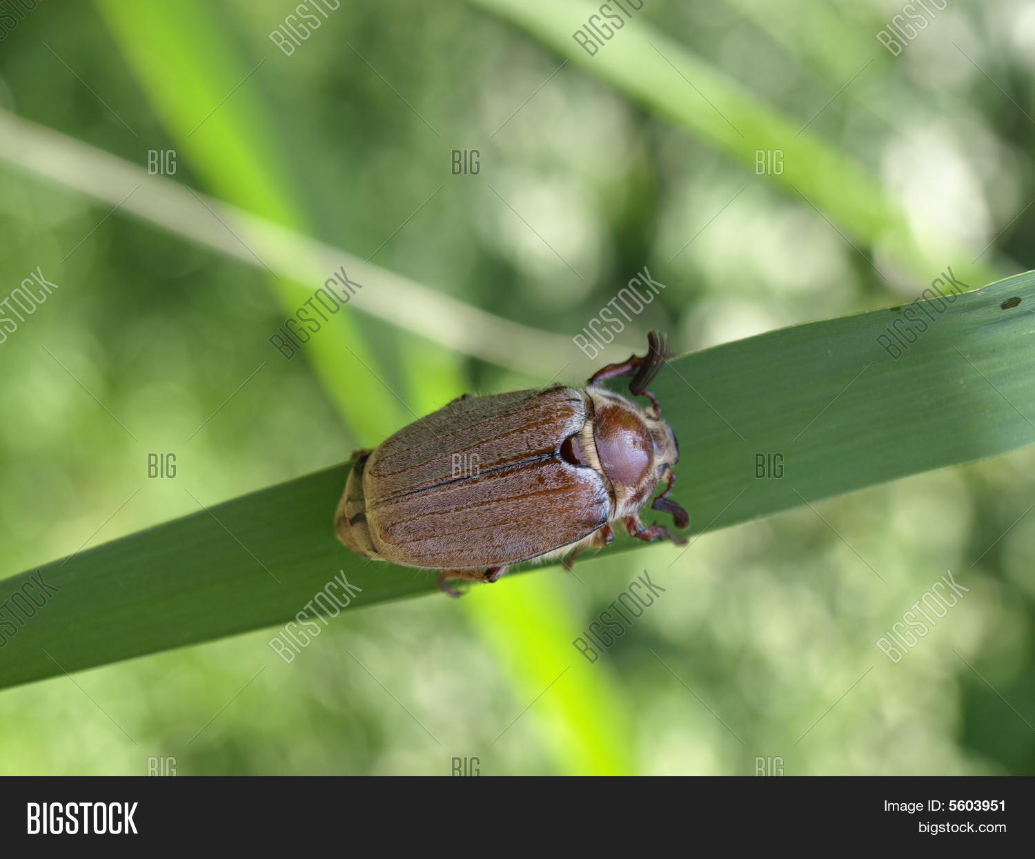 May-bug Image & Photo | Bigstock
