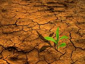 stock photo of earth  - Dry earth with young flower - JPG 