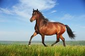 stock photo of equine  - Beautiful brown horse running trot on the field - JPG 