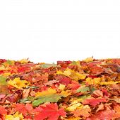 stock photo of vein  - Isolated autumn leaves - JPG 