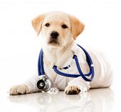 foto of stethoscope  - Little dog as a vet wearing robe and stethoscope  - JPG 