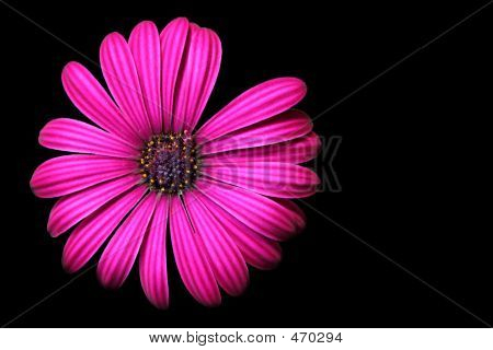 Picture Suggestion For Black Background With Pink Flowers Pink Flower On Black Background With Flowers