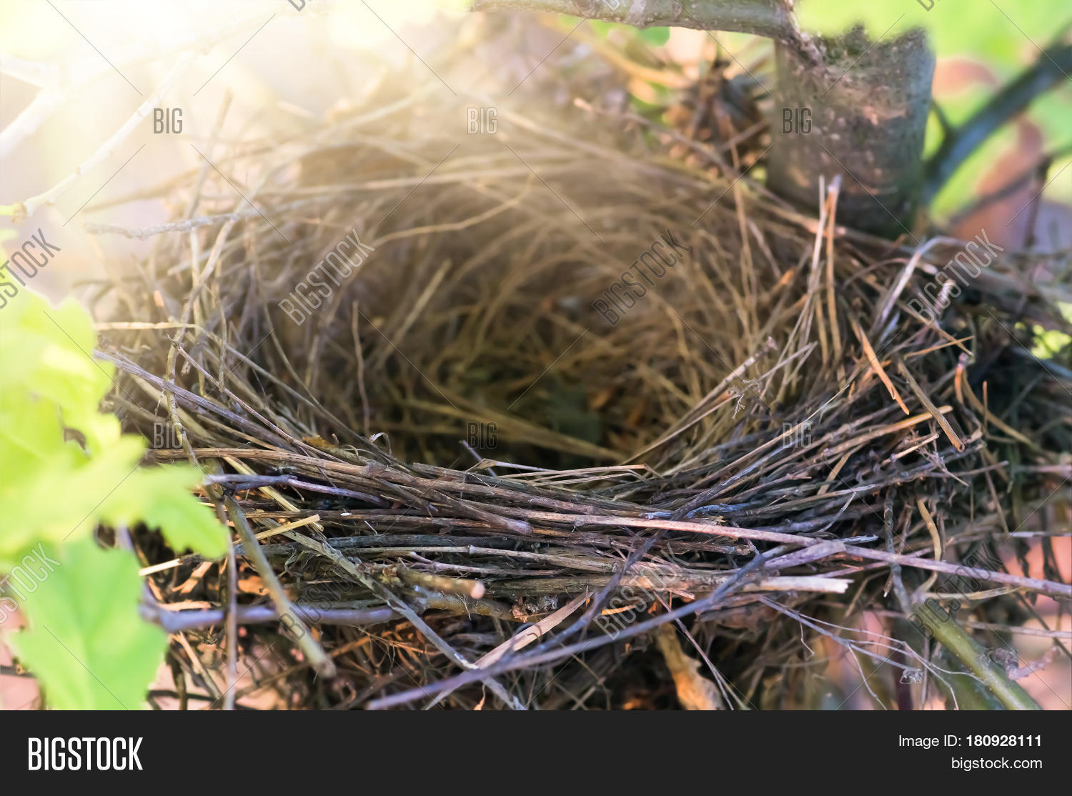 Empty Bird's Nest On Oak Tree Image & Photo Bigstock
