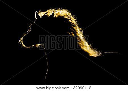 Picture or Photo of Horse silhouette isolated on black background