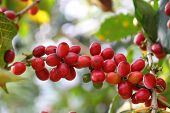 picture of industrial  - Coffee cherries - JPG 