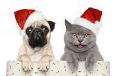 image of dog  - Cat and dog in red Christmas hat on a white background - JPG 