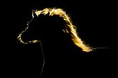 picture of horse  - Horse silhouette isolated on black background - JPG 