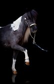 foto of horse  - Black with white horse isolated on black background - JPG 