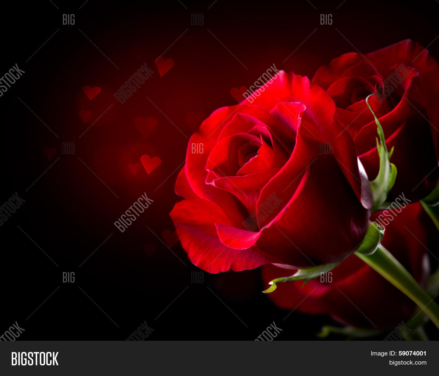 Red Rose Flower Isolated On Black Image & Photo Bigstock