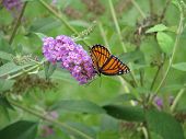pic of blue sky  - Viceroy Butterfly feeding on a purple butterfly bush - JPG 