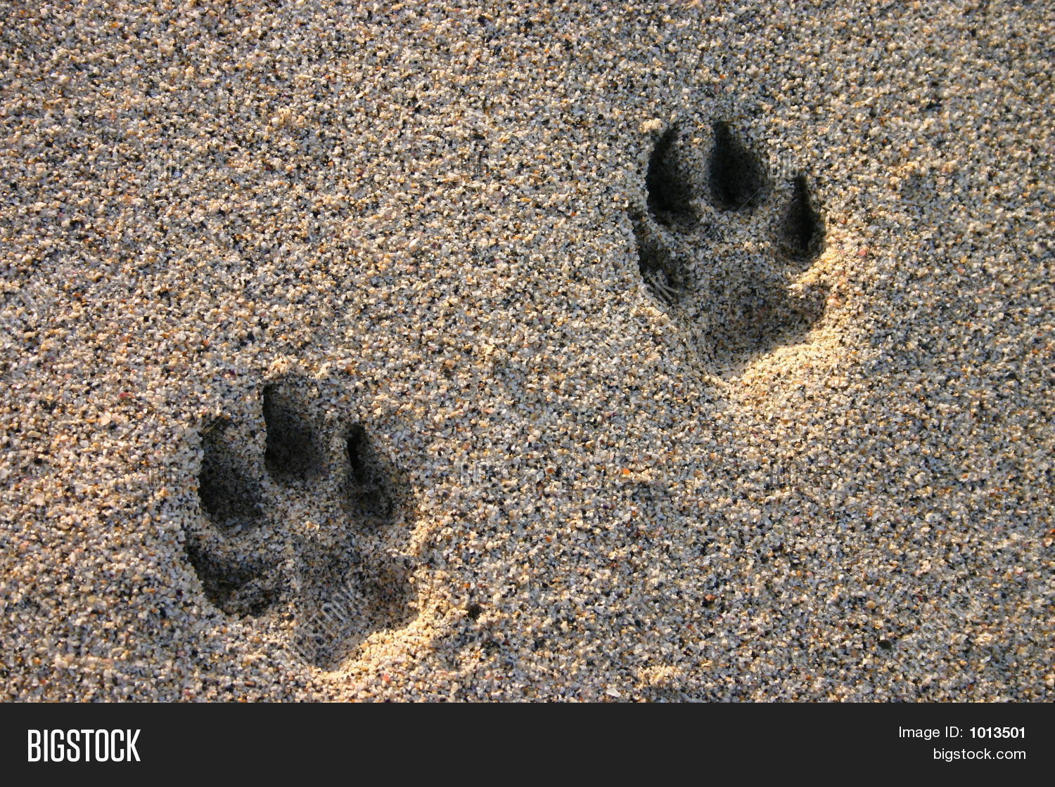 Dog Paw Prints In The Beach Sand Stock Photo & Stock Images Bigstock