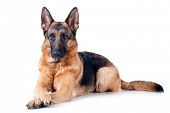 picture of dog  - German Shepherd lying in front - JPG 