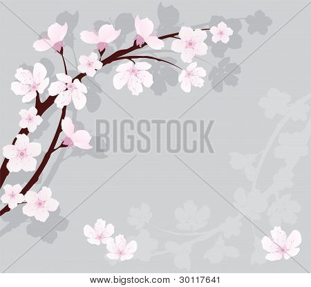 Cherry Blossom Images, Stock Photos & Illustrations | Bigstock