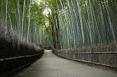 image of cultures  - Bamboo grove in Arashiyama in Kyoto Japan near the famous Tenryu - JPG 