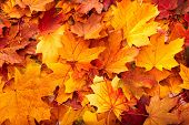 foto of group  - Background group autumn orange leaves - JPG 