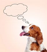 image of dog  - Pensive hunting dog isolated on a orange background - JPG 