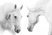 picture of equine  - white horses isolated over a white communicating - JPG 