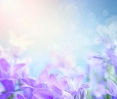 picture of objects  - Beautiful spring background with campanula bouquet  - JPG 