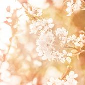 stock photo of art  - Picture of beautiful apple tree blossom - JPG 