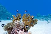 picture of exotic  - coral reef with hard coral and exotic fishes at the bottom of red sea in egypt - JPG 