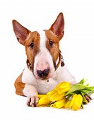stock photo of dog  - English bull terrier - JPG 