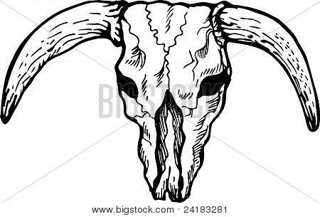 Texas Bull Skull
