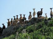 stock photo of animals  - Goat herd on hilltop near Bastia - JPG 