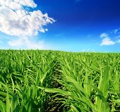 image of blue sky  - green field of young corn and cloudy blue sky - JPG 