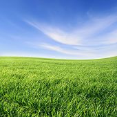 stock photo of blue sky  - green grass and blue sky - JPG 