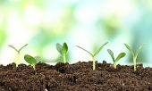 picture of growing  - Green seedling growing from soil on bright background - JPG 