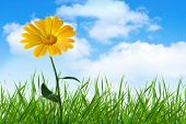 stock photo of blue sky  - orange  flower in grass  under blue sky with clouds - JPG 
